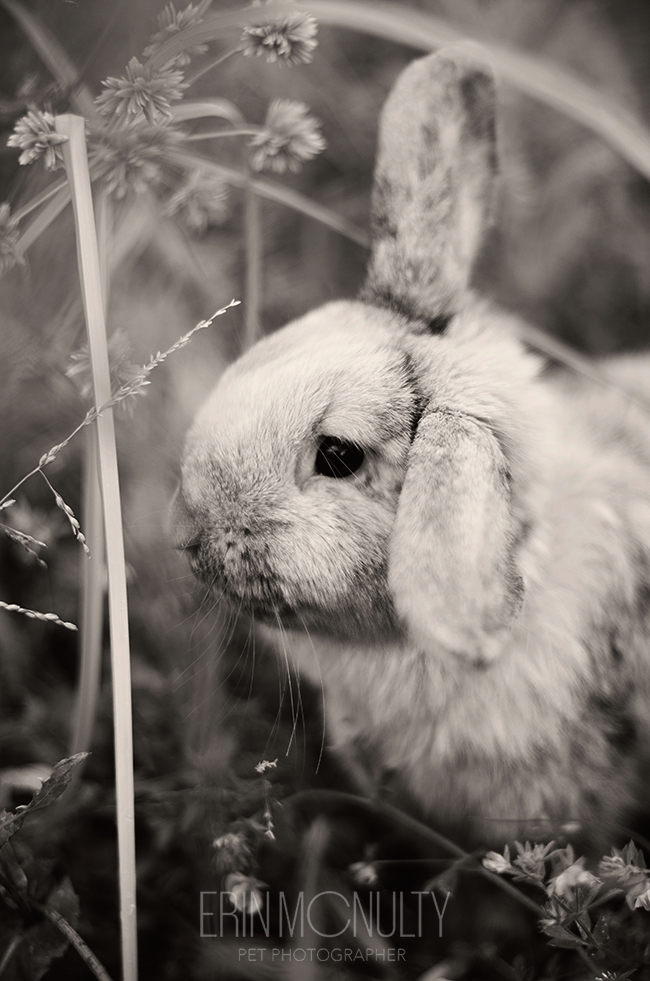 Rupert the Rabbit hops around Melbourne04