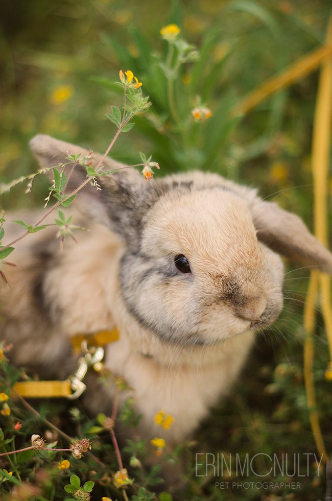 Rupert the Rabbit hops around Melbourne05