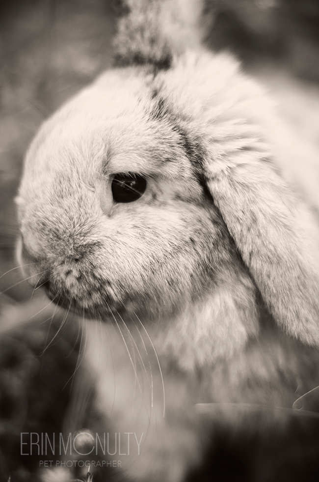 Rupert the Rabbit hops around Melbourne06