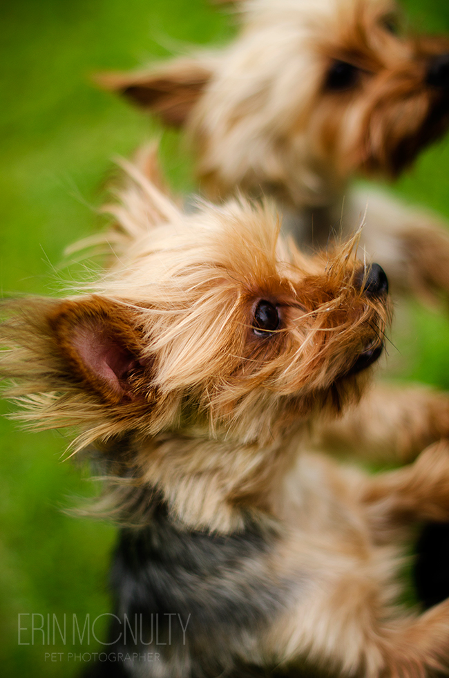 Yorkshire Terrier Dog Photography Melbourne01