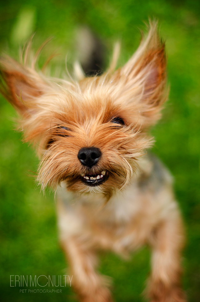 Yorkshire Terrier Dog Photography Melbourne02