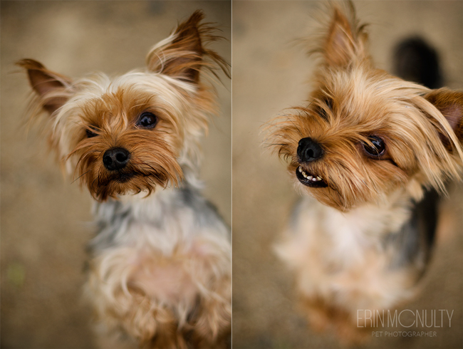 Yorkshire Terrier Dog Photography Melbourne03