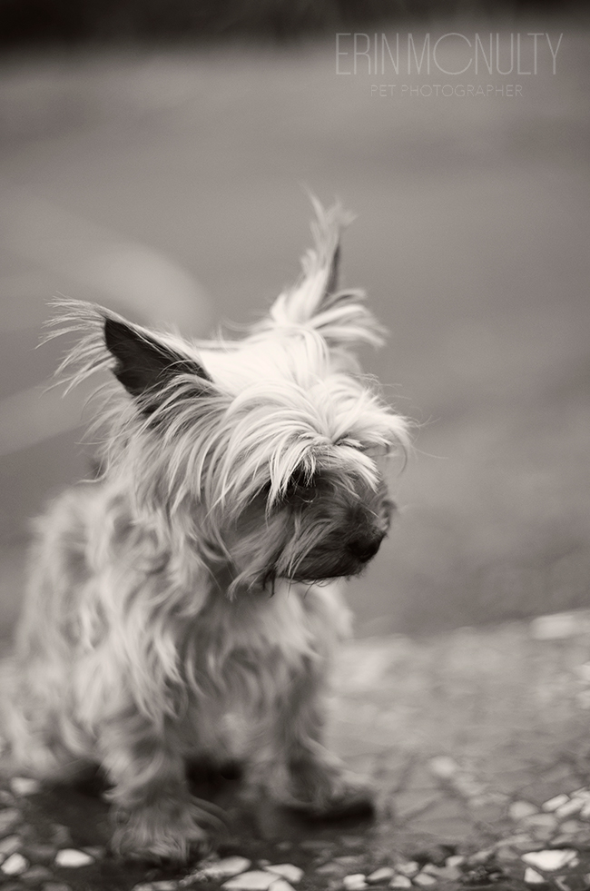 Yorkshire Terrier Dog Photography Melbourne04
