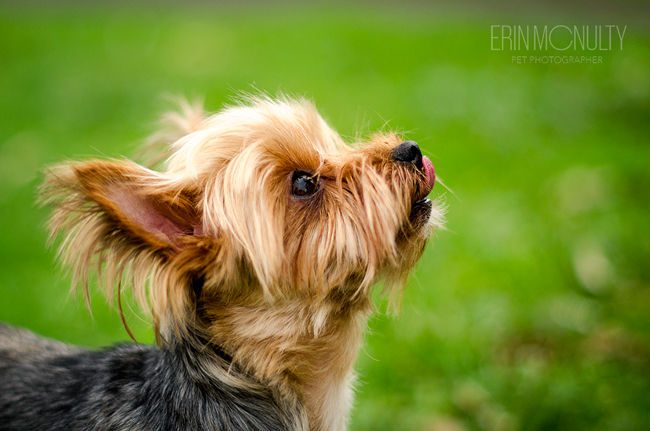 Yorkshire Terrier Dog Photography Melbourne05