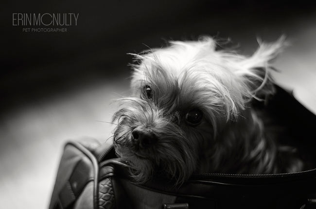 Yorkshire Terrier Dog Photography Melbourne06