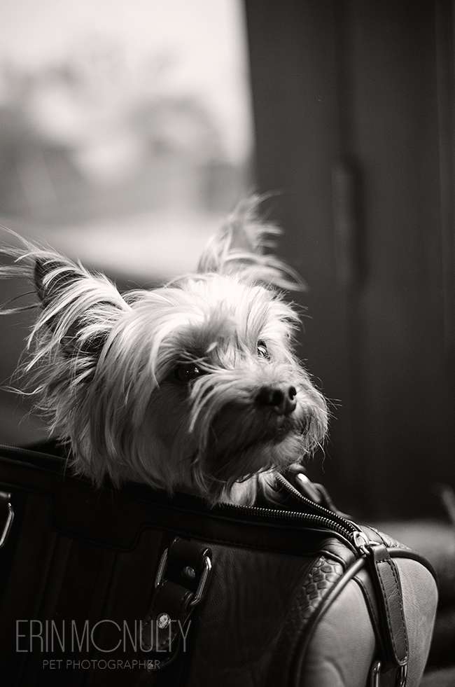 Yorkshire Terrier Dog Photography Melbourne07