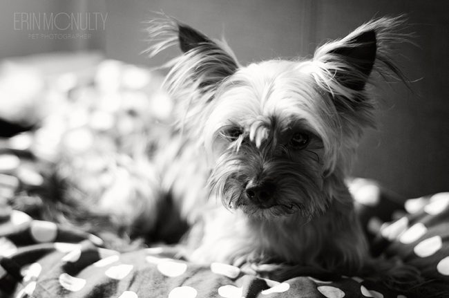 Yorkshire Terrier Dog Photography Melbourne08