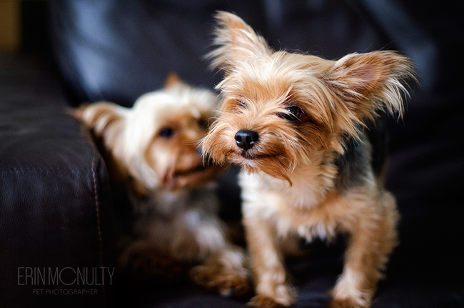 Yorkshire-Terrier-Dog-Photography-Melbourne09