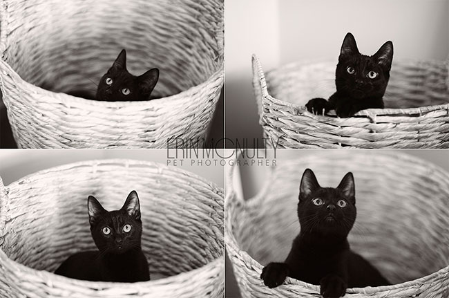 Bob-the-black-rescue-kitten-in-Melbourne