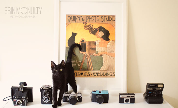 Bob the cat takes up pet photography