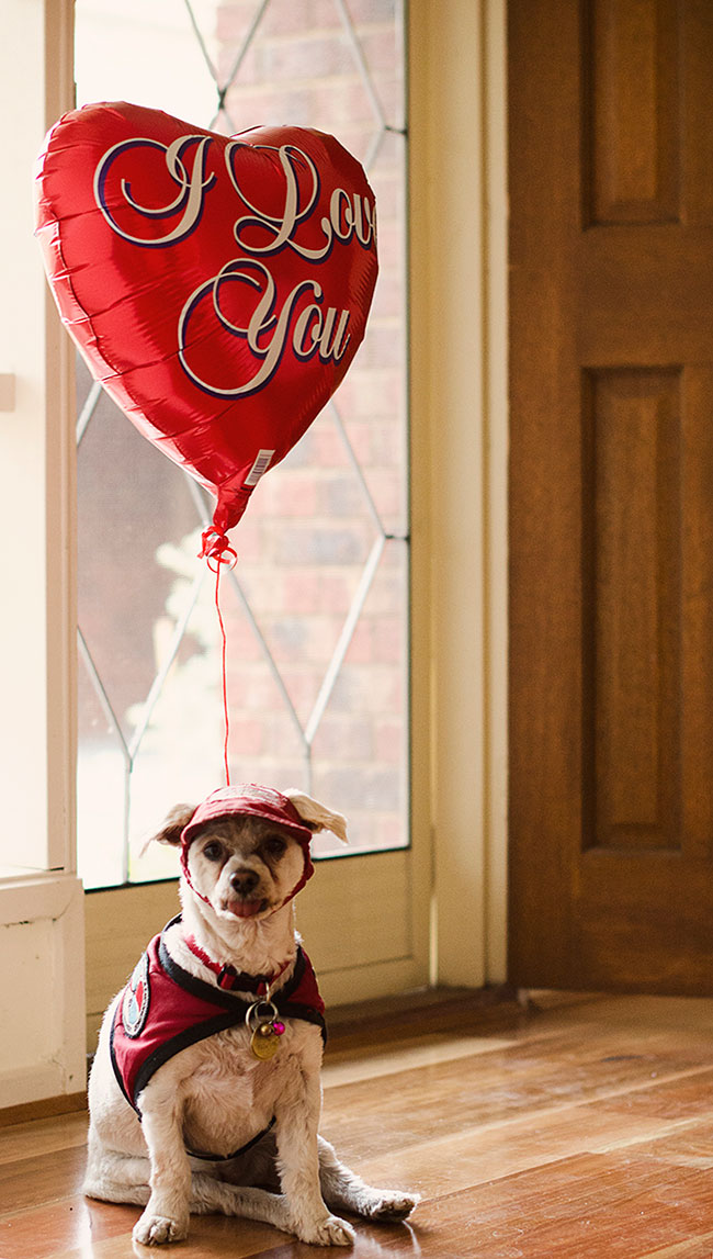 Dixie-the-dog-spreads-Valentines-love