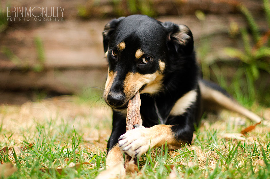 Kelpie Cross Pet Dog Photographer Melbourne01