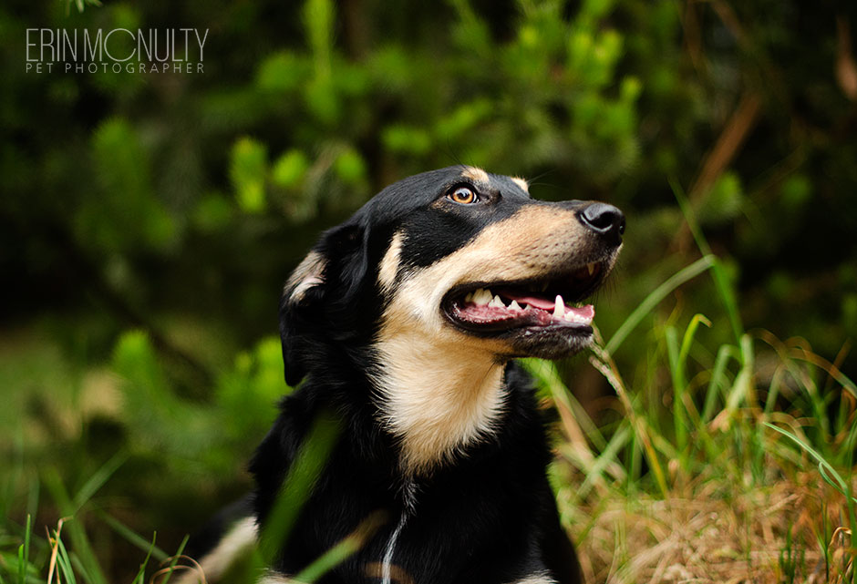 Kelpie Cross Pet Dog Photographer Melbourne02