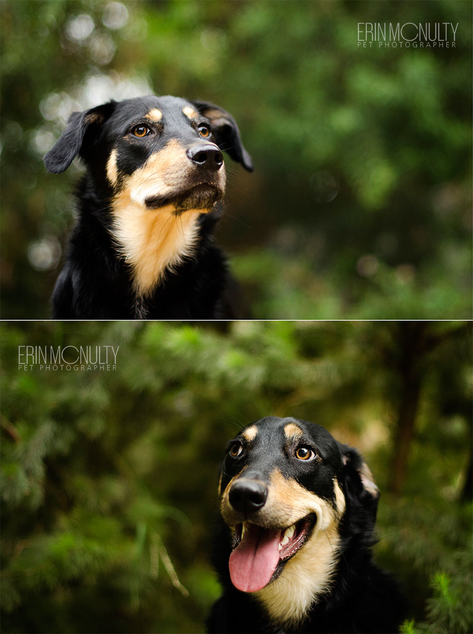 Kelpie Cross Pet Dog Photographer Melbourne03