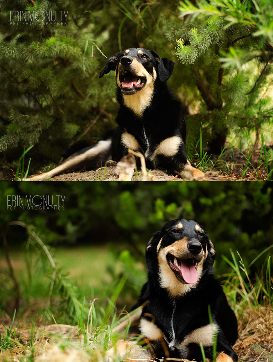 Kelpie Cross Pet Dog Photographer Melbourne04