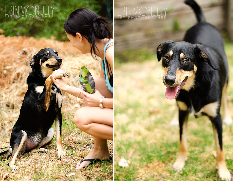 Kelpie Cross Pet Dog Photographer Melbourne05