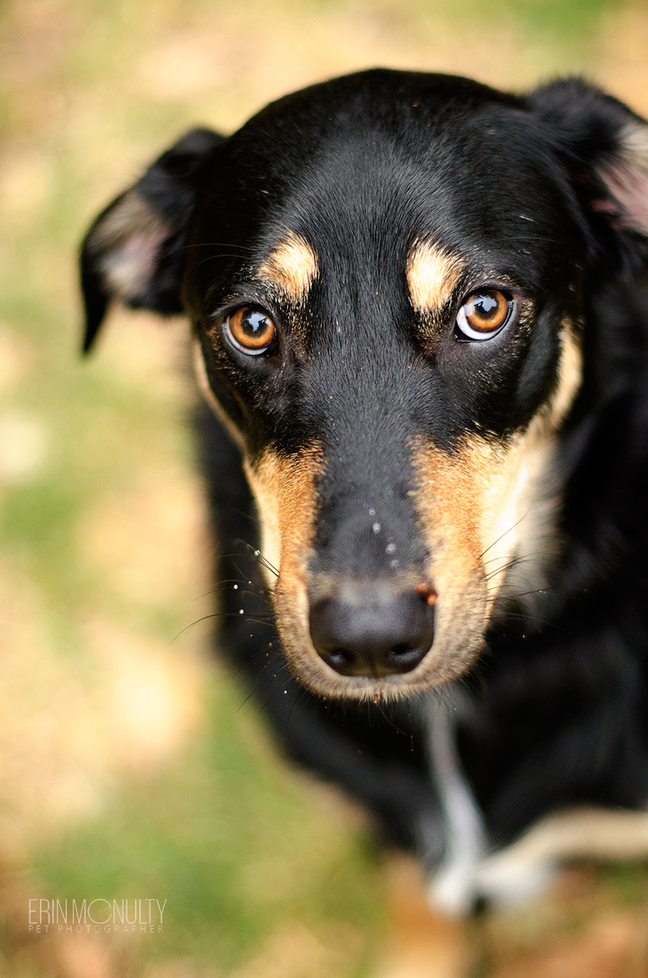 Kelpie Cross Pet Dog Photographer Melbourne06