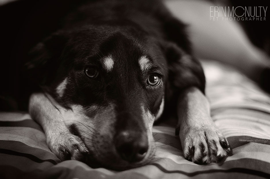 Kelpie Cross Pet Dog Photographer Melbourne07