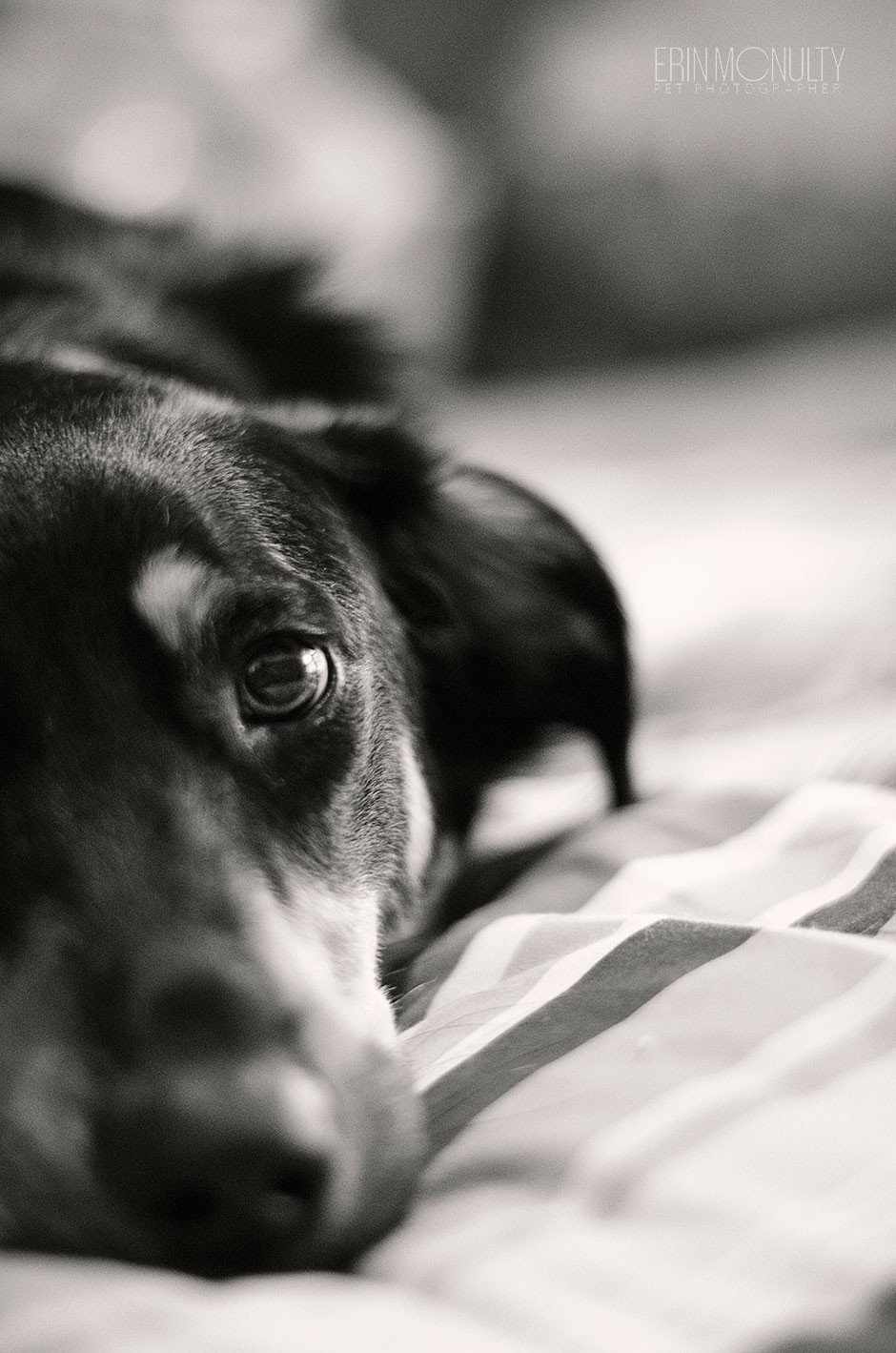 Kelpie Cross Pet Dog Photographer Melbourne08