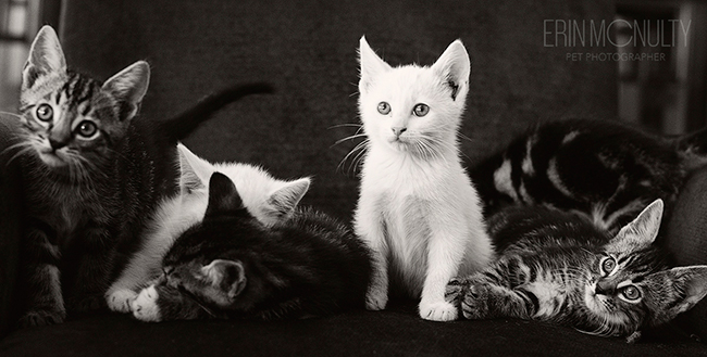 Kitten-Photography-Melbourne-and-Australia