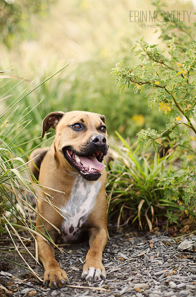 Ridgeback-Boxer-Cross-Melbourne-Dog-Photographer