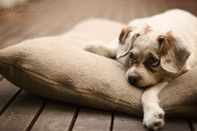 Spaniel-Beagle-Cross-Melbourne-Dog-Photography