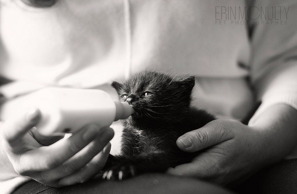 Black-and-White-photo-of-rescue-kitten-being-bottle-fed-Melbourne