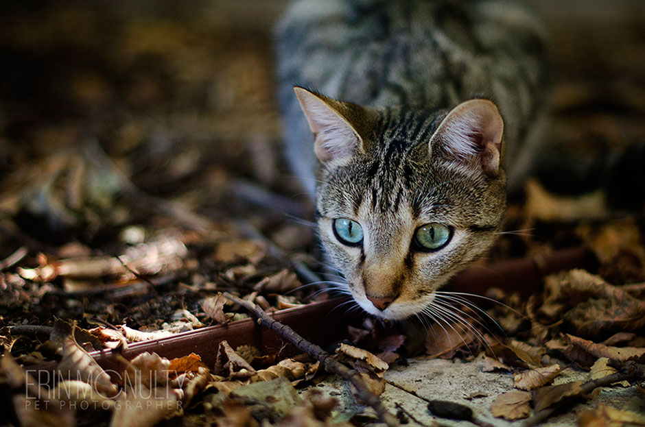 Gracie-Rescue-Cat-for-Adoption-Melbourne