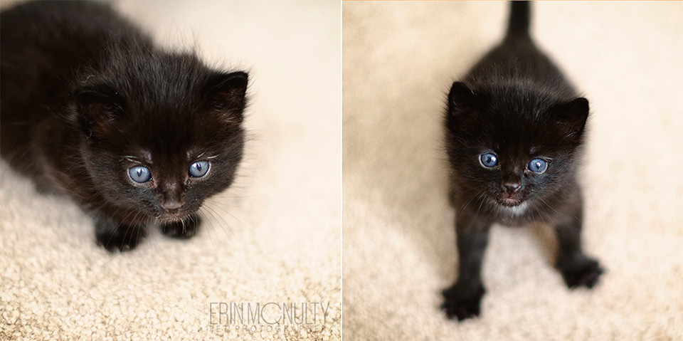 Kittens-for-adoption-Melbourne-Paws-and-Tails