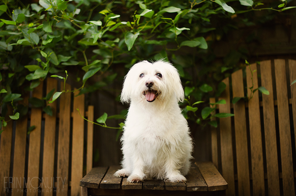 Maltese-Cross-Dog-Photography-Newport-Melbourne