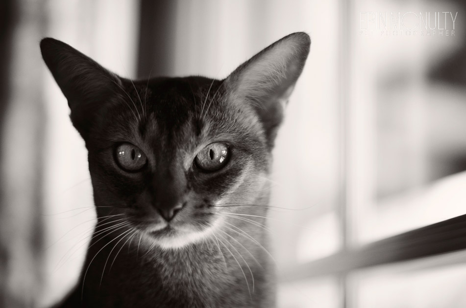 Abyssinian Cat Photography Victoria Australia 01