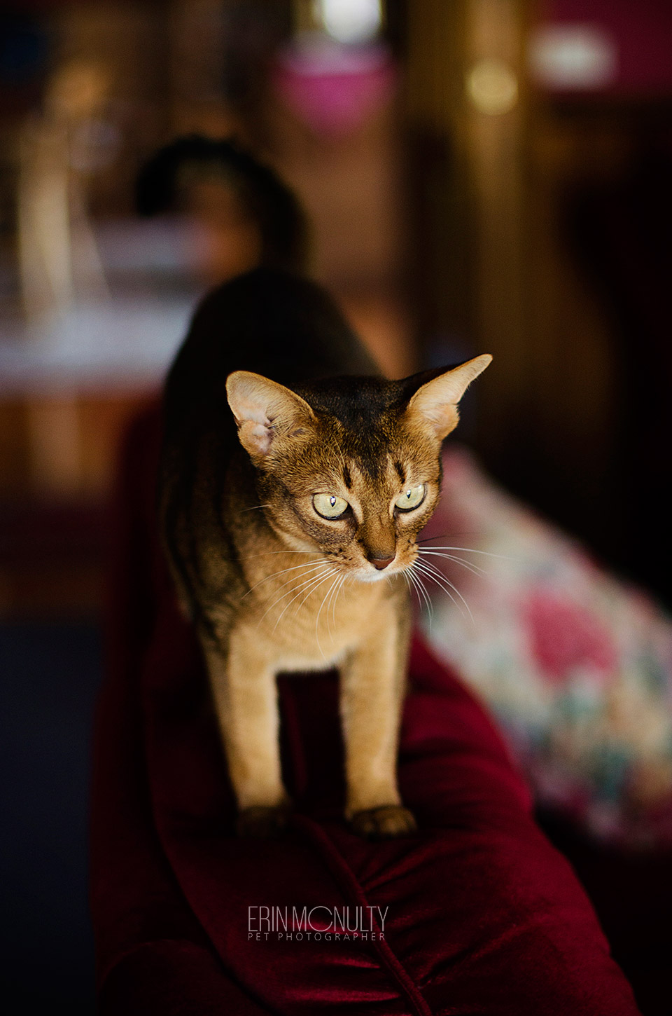 Abyssinian Cat Photography Victoria Australia 02