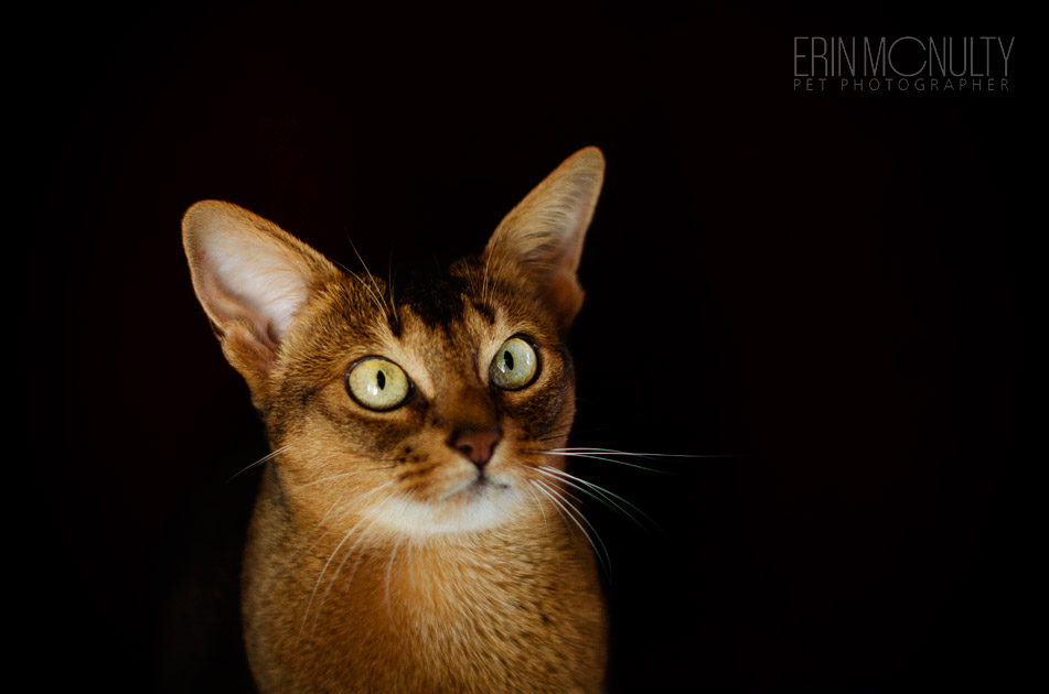 Abyssinian Cat Photography Victoria Australia 03