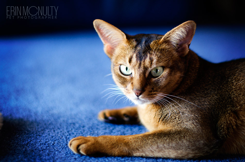 Abyssinian Cat Photography Victoria Australia 04