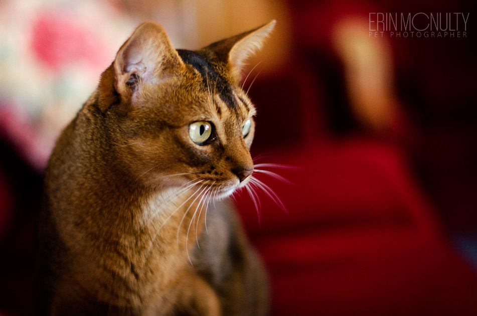 Abyssinian Cat Photography Victoria Australia 07