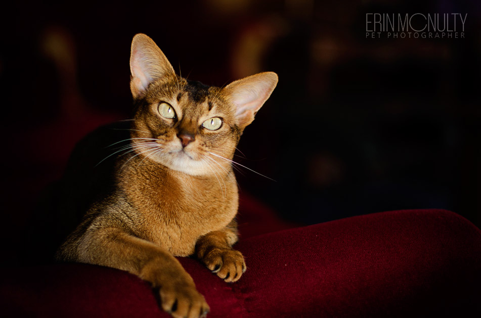 Abyssinian Cat Photography Victoria Australia 08