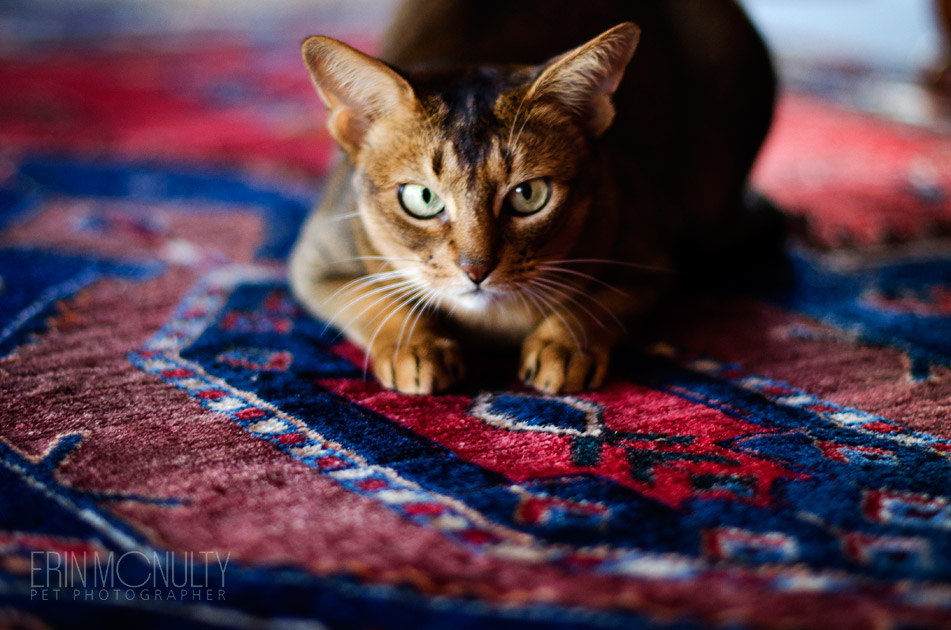 Abyssinian Cat Photography Victoria Australia 09