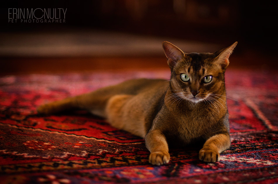 Abyssinian Cat Photography Victoria Australia 10