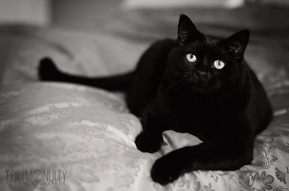 Black-Cat-Pet-Photography-Richmond-Melbourne