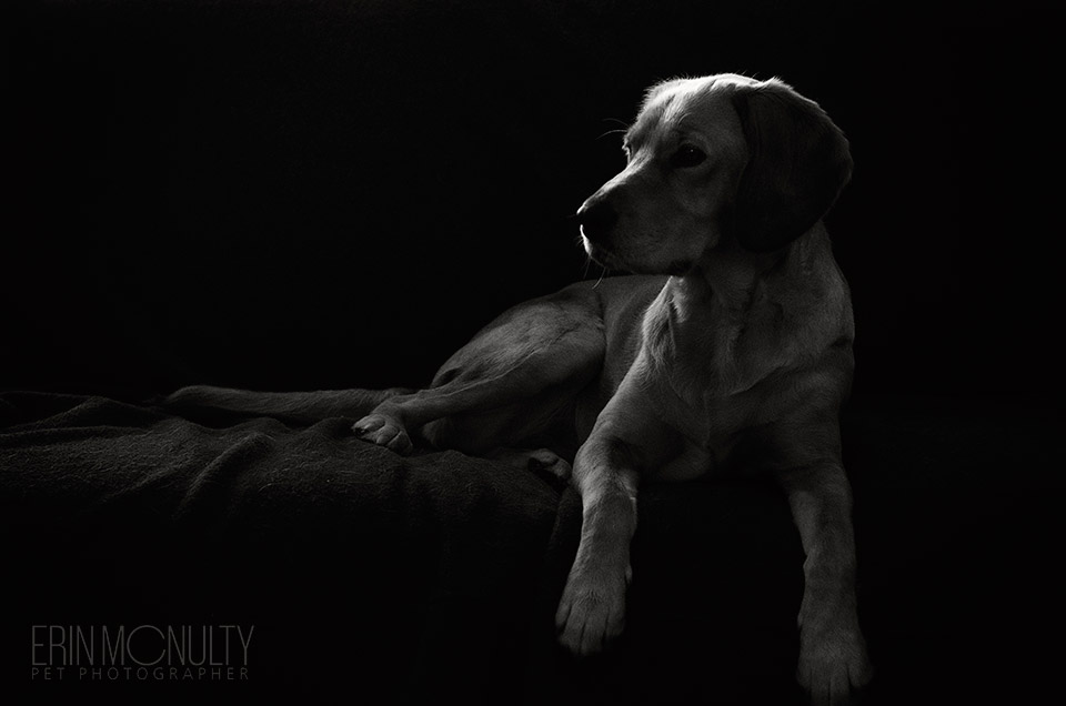 Black-and-White-Dog-Photography-Melbourne