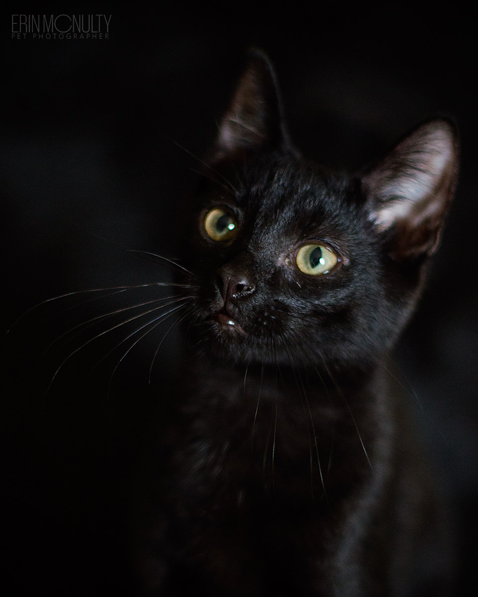 Bob the Black Cat Rescue Cat Photography Melbourne 03
