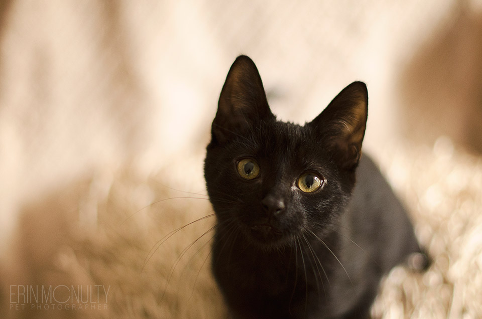 Bob the Black Cat Rescue Cat Photography Melbourne 04