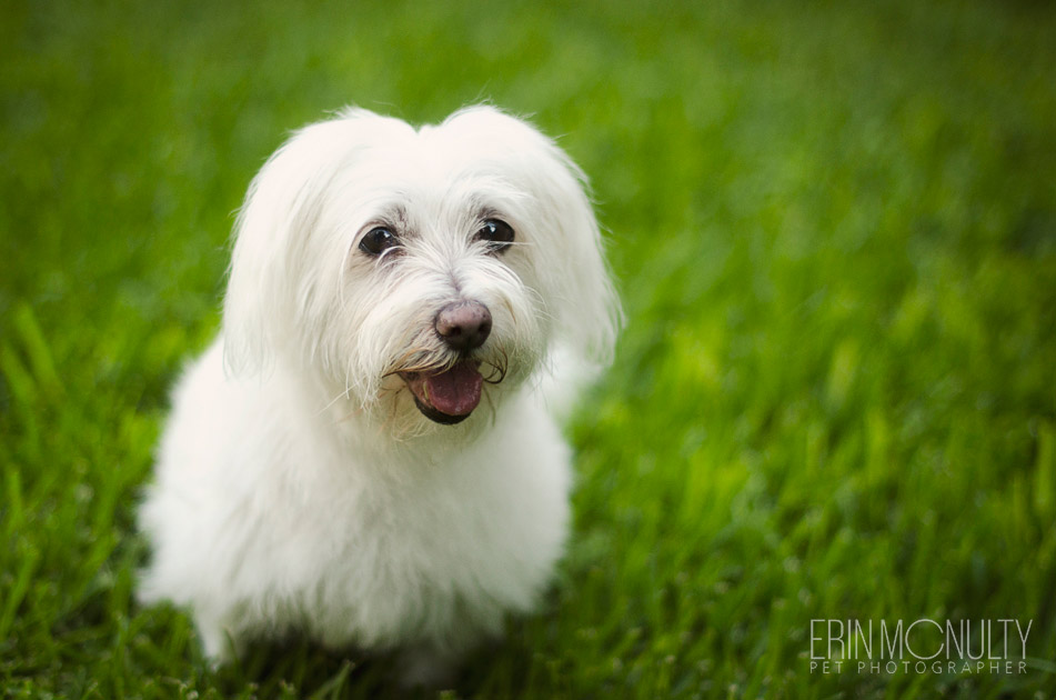 Dog and Kitten Photography Newport Melbourne 01