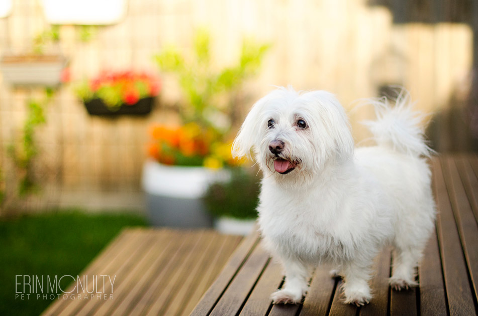 Dog and Kitten Photography Newport Melbourne 02