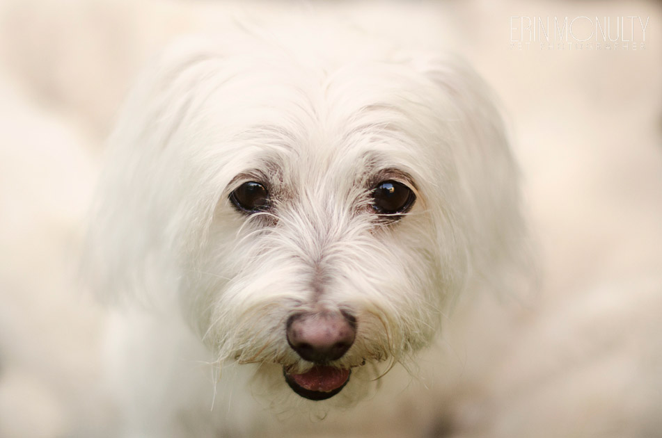 Dog and Kitten Photography Newport Melbourne 03