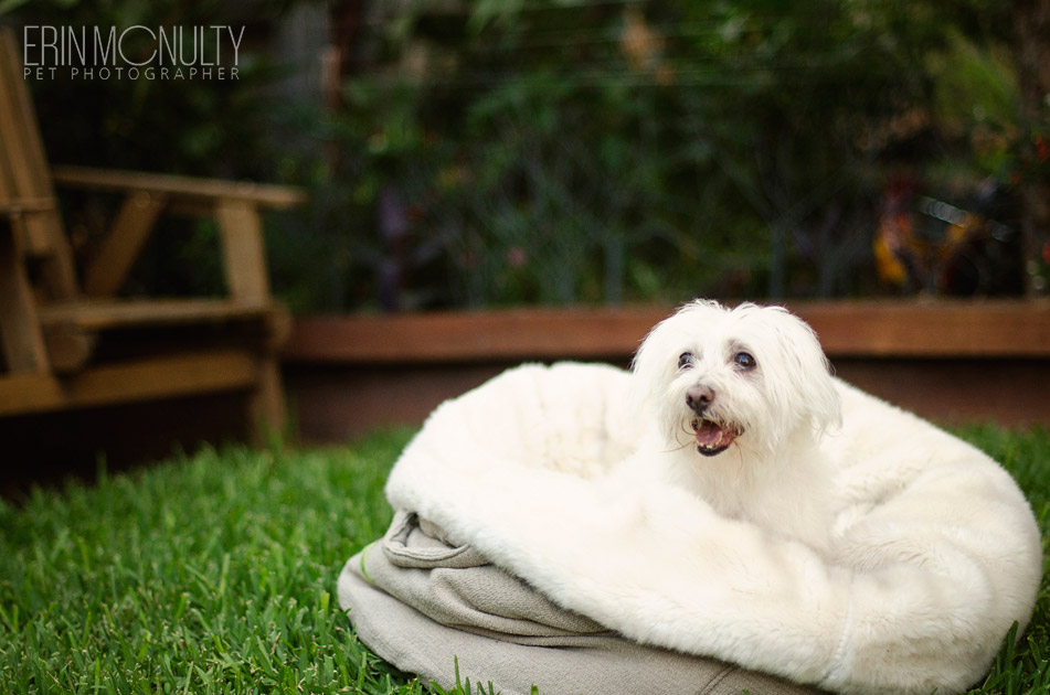 Dog and Kitten Photography Newport Melbourne 04