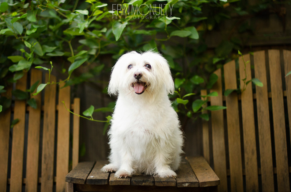 Dog and Kitten Photography Newport Melbourne 05