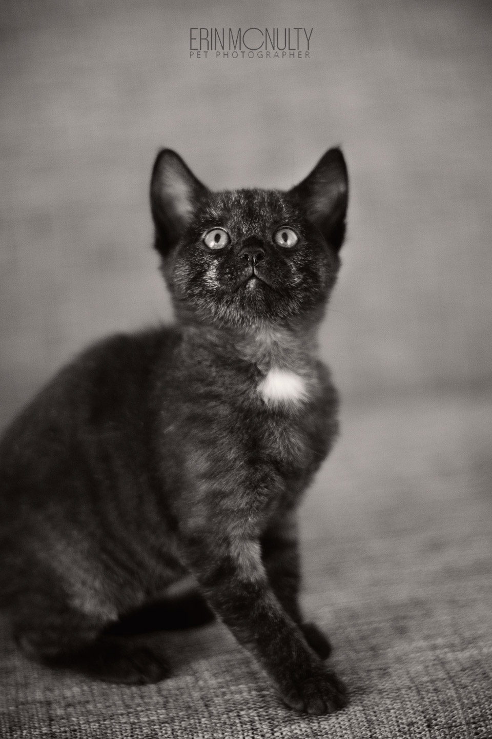 Grey Smoke Tabby Kitten