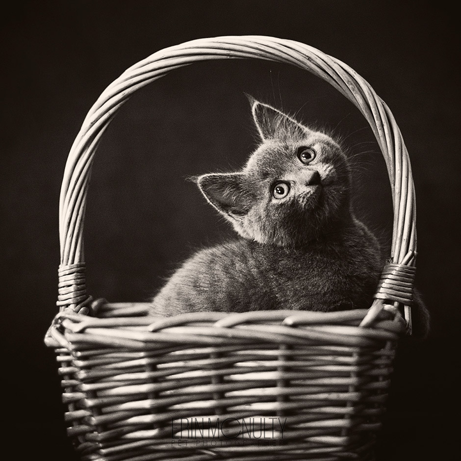 KItten-in-a-Basket-Pet-Photography-Australia