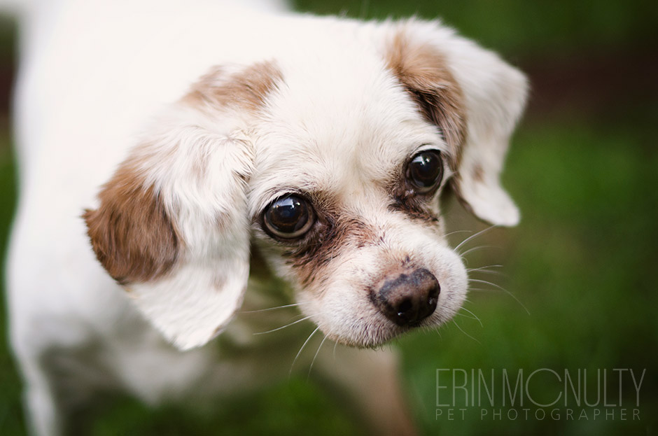 King Charles Spaniel Pet Dog Photography Melbourne Australia 01